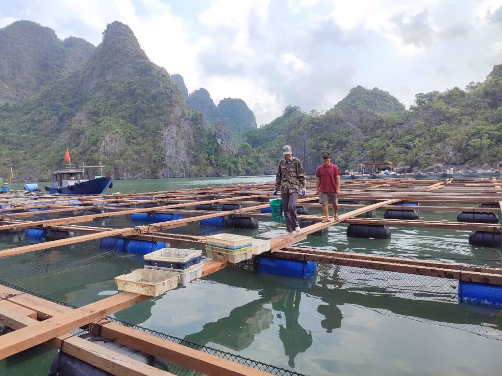 Ngư dân HTX Làng Chài, cống Lã Vọng, xã Hạ Long, huyện Vân Đồn chuẩn bị nguồn cá song để cung ứng ra thị trường.