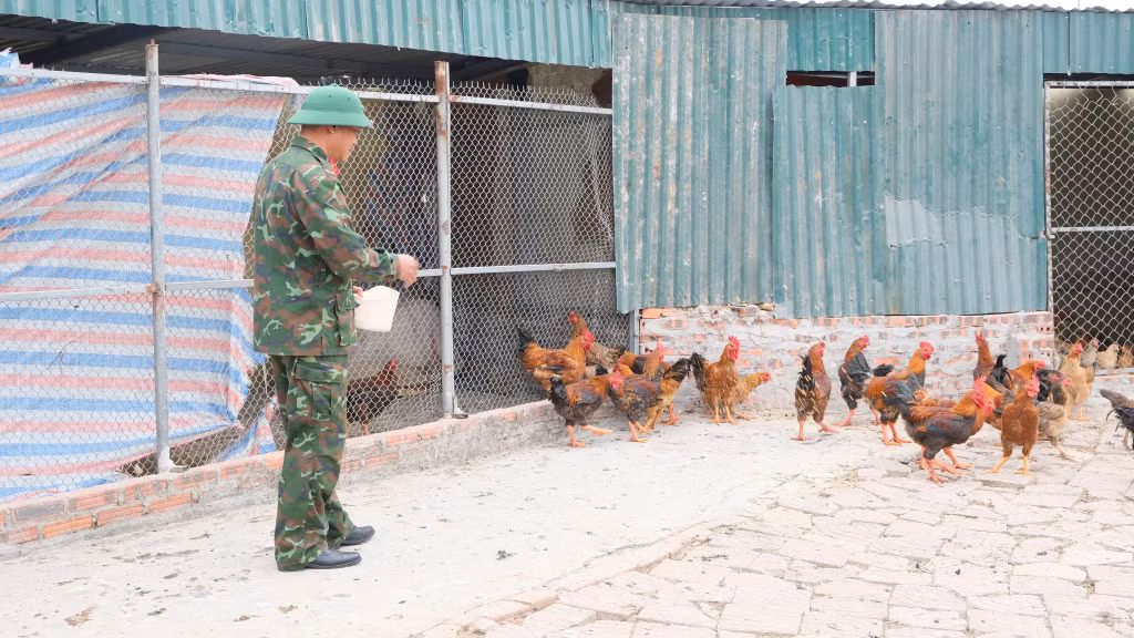 CBCS Ban CHQS TX Quảng Yên chăm sóc đàn gà của đơn vị.
