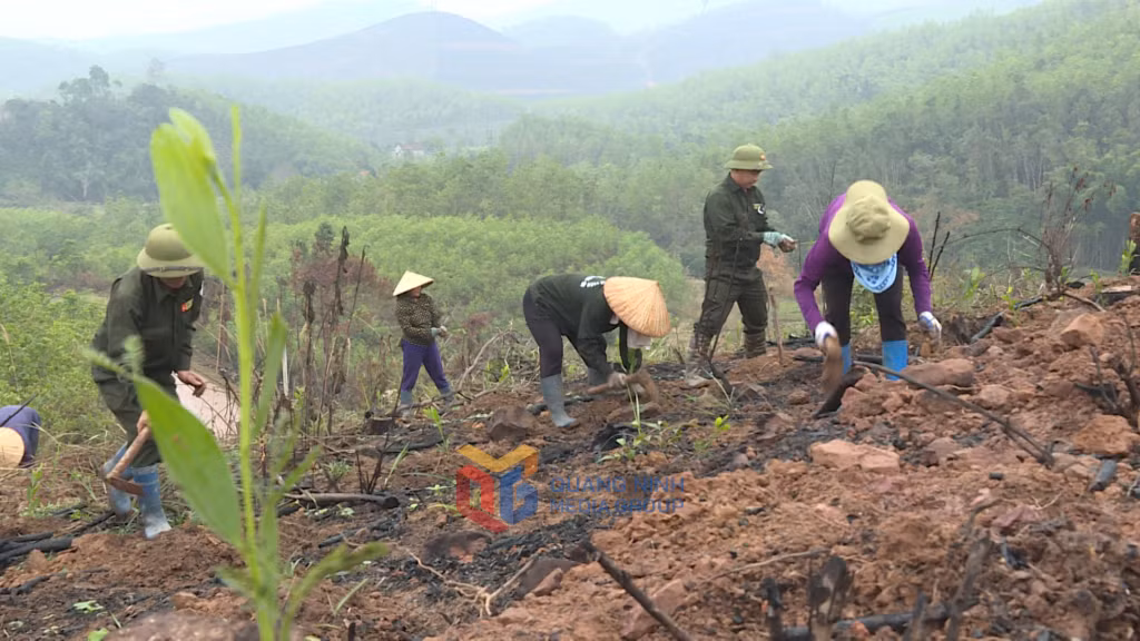 Công ty TNHH MTV Lâm nghiệp Tiên Yên huy động công nhân, lao động sớm hoàn thiện 700ha rừng sản xuất của đơn vị.