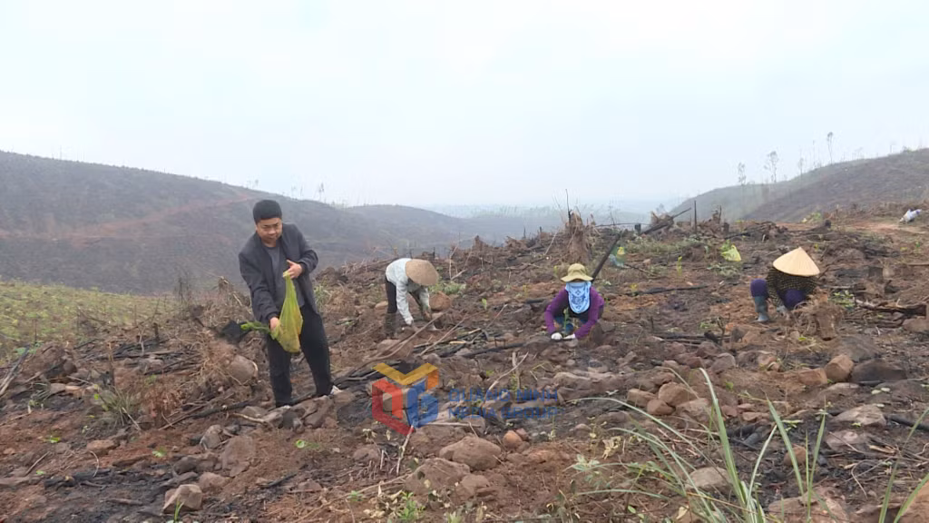 Anh Hà Văn Thành (thôn Làng Nhội, xã Đông Hải, huyện Tiên Yên) nỗ lực phủ xanh diện tích rừng.