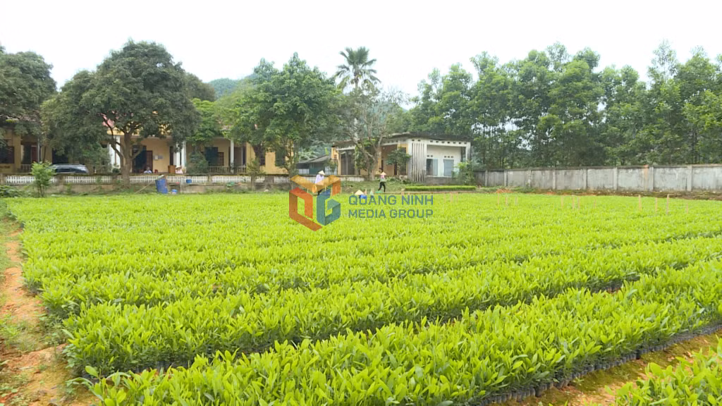Công nhân Công ty TNHH MTV Lâm nghiệp Ba Chẽ đang sản xuất giống keo cho vụ trồng rừng 2025.