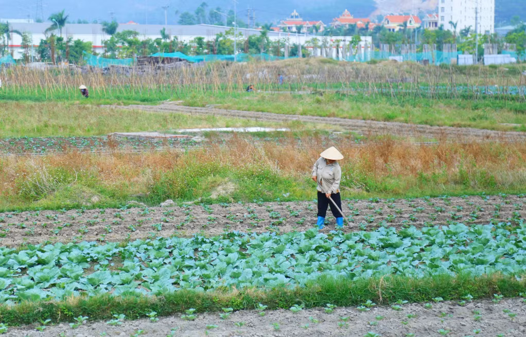 Nông dân phường Minh Thành (TX Quảng Yên) chăm sóc rau màu vụ Đông. Ảnh: Nguyễn Thanh