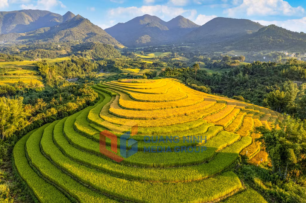 Mùa vàng Bình Liêu. Ảnh: Trương Mạnh Hùng
