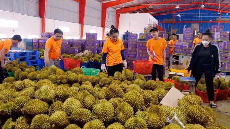 Thu mua sầu riêng phục vụ xuất khẩu tại thị xã Phước Long, tỉnh Bình Phước. (Ảnh Nhất Sơn)