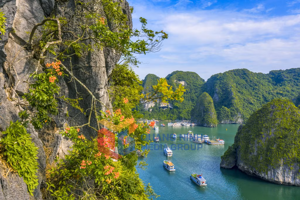 Hoa bông mộc nở trên vịnh. Ảnh: Đỗ Giang.