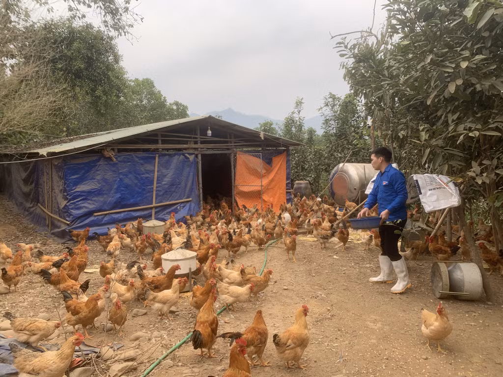 Anh Trần Đăng Hạnh đang chăm sóc đàn gà của gia đình.