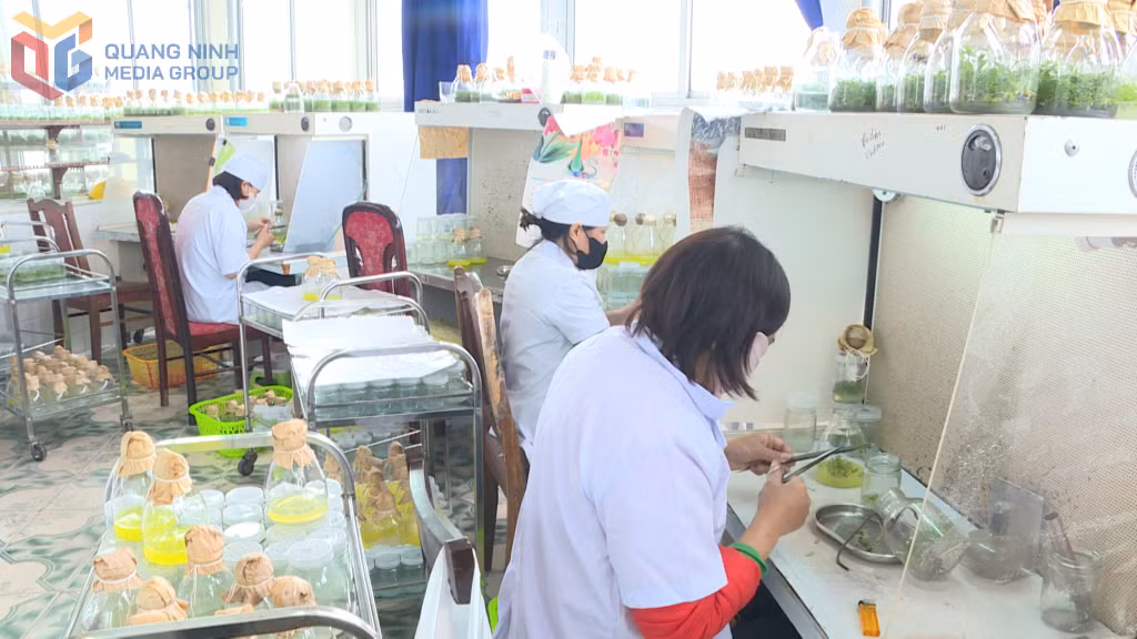 Trung tâm khoa học & sản xuất lâm nông nghiệp Quảng Ninh sản xuất cây giống lâm nghiệp từ cây mô.