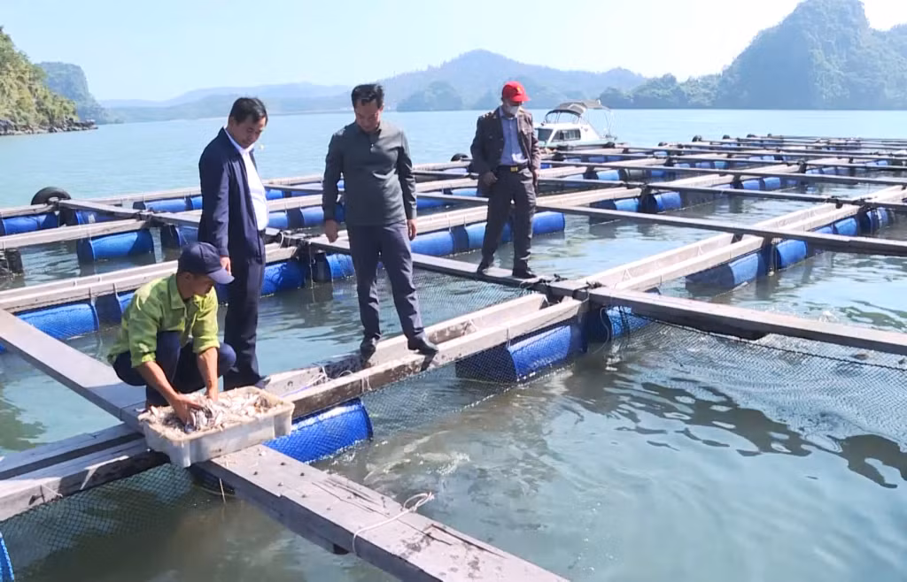 Lãnh đạo Sở NN&amp;PTNT kiểm tra công tác nuôi trồng thủy sản tại huyện Vân Đồn.