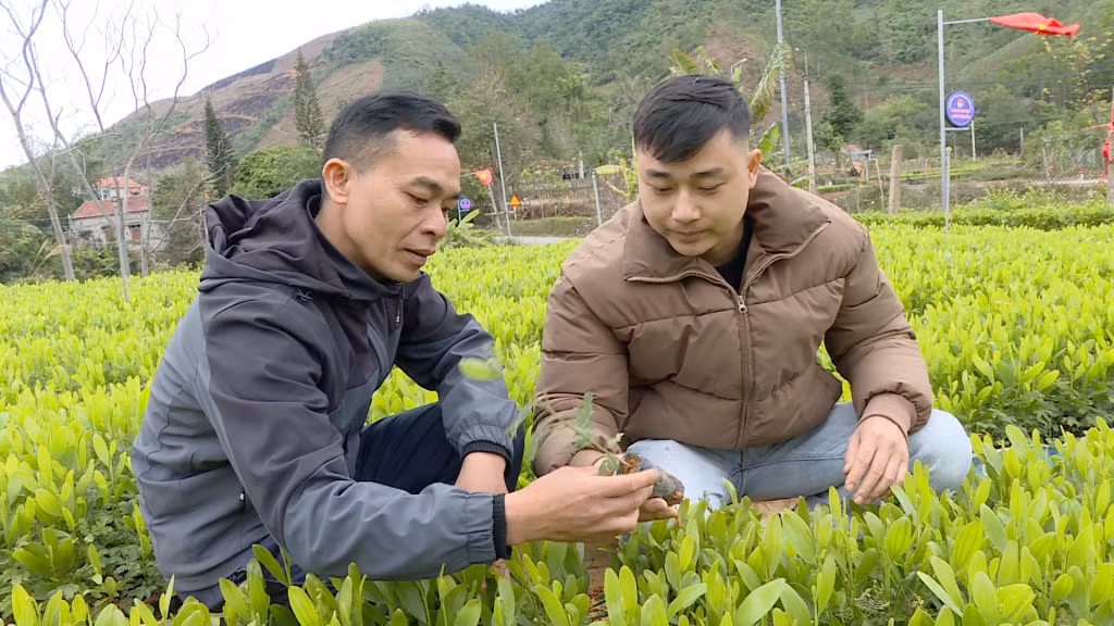 Chủ tịch HND xã Phong Dụ (huyện Tiên Yên) Phùn Tắc Sếnh (bên trái) kiểm tra cây giống để phối hợp cùng hội viên trồng lại diện tích đất lâm nghiệp bị thiệt hại do bão số 3 (Yagi) gây ra.