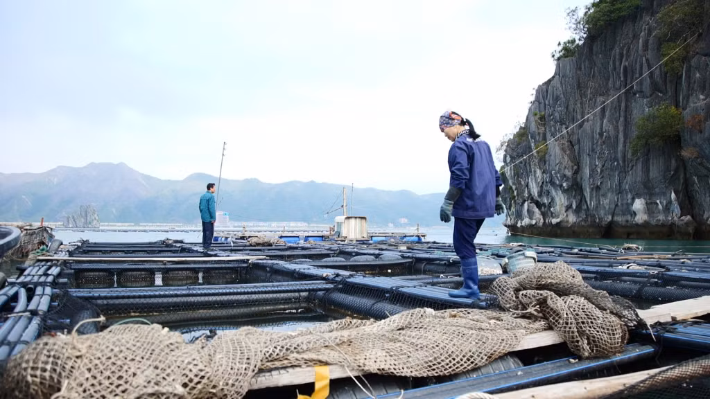 Các hộ dân bắt đầu cho vụ nuôi mới.