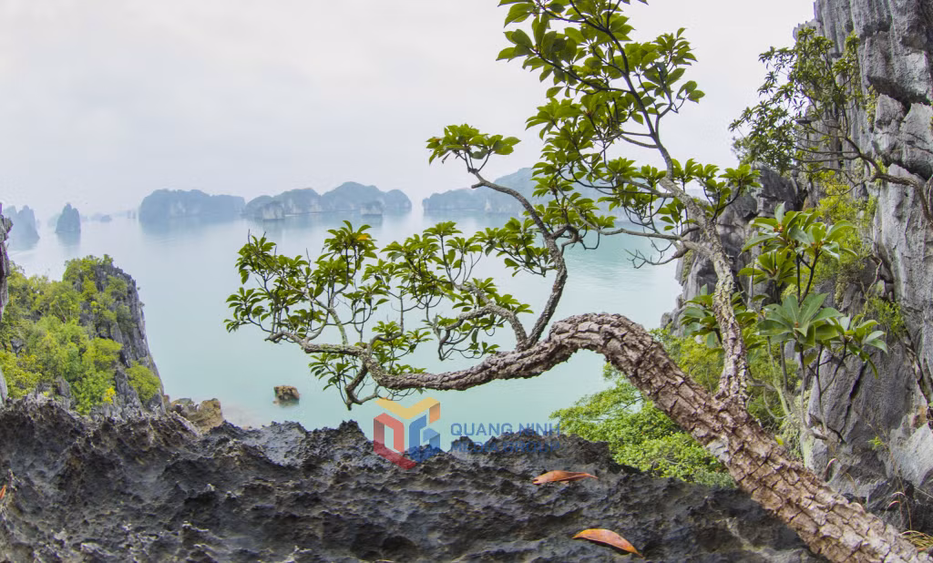 Các cây cổ trên vịnh vươn chào xuân mới