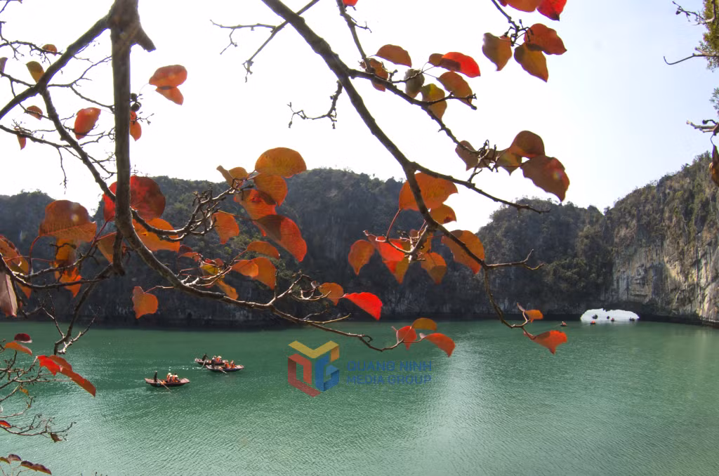 Du Khách được ngắm sắc mầu của lá cây xộp tại Làng chài Vung Viêng