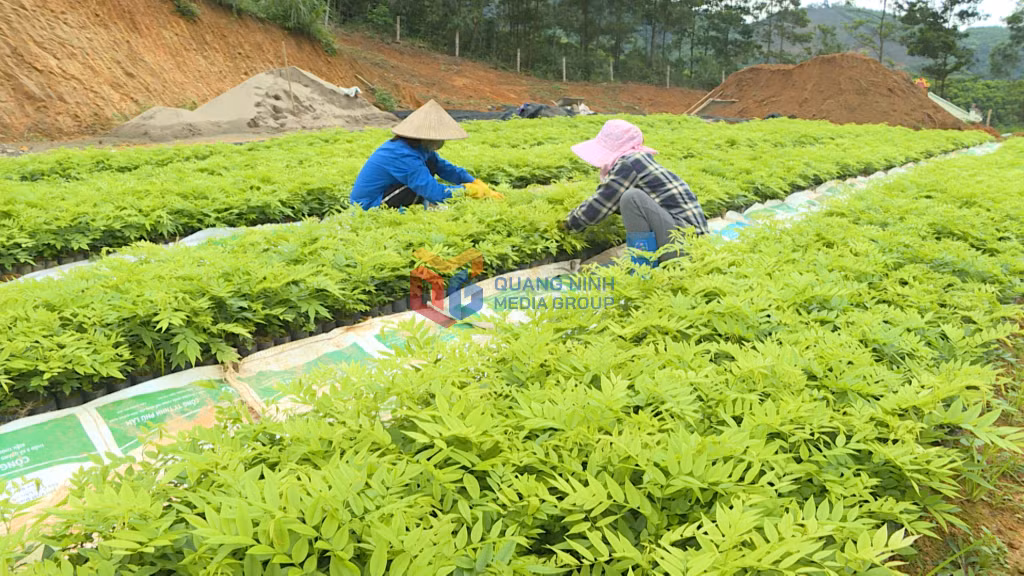 Vườn ươm của Hợp tác xã Nông nghiệp bền vững Ba Chẽ sản xuất những giống cây gỗ lớn, cây bản địa.