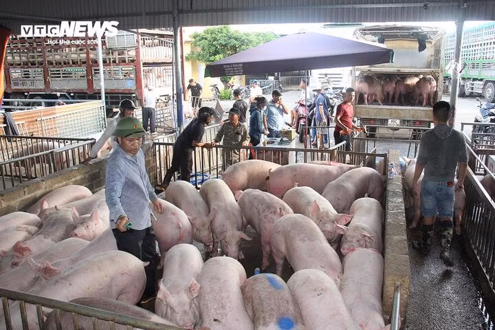 Nguồn cung thời điểm này tuy sụt giảm nhưng tổng đàn heo hiện còn hơn 30 triệu con nên không lo thiếu hụt thịt heo.