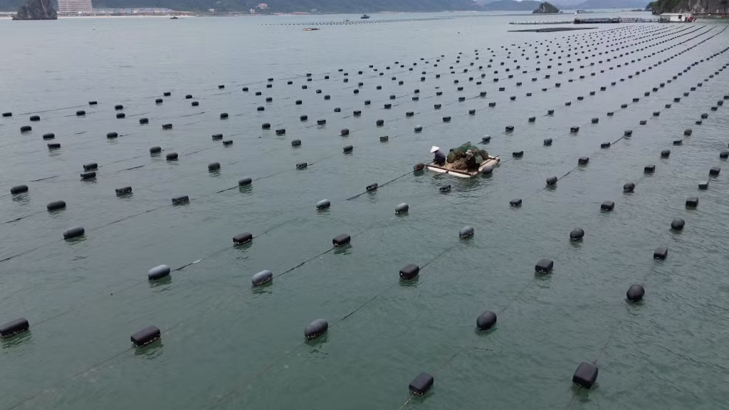Các hộ NTTS chủ động khắc phục thiệt hại do bão Yagi gây ra để tiếp tục phát triển kinh tế biển.