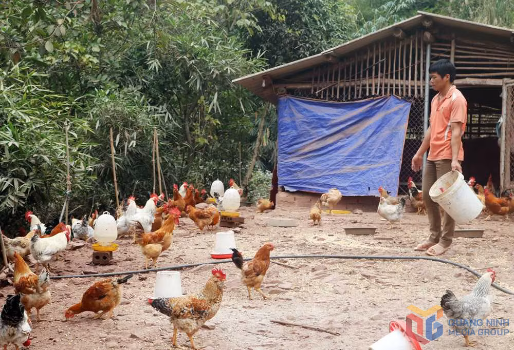 Mô hình nuôi gà thương phẩm đã giúp gia đình anh Trần Văn Hoan (xã Hà Lâu, huyện Tiên Yên) thoát nghèo với thu nhập hiện tại hơn 200 triệu đồng/năm.