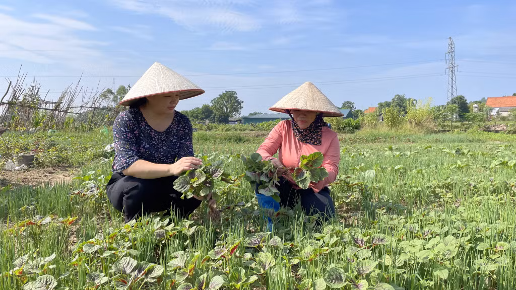 Chị Từ Thị Cúc, Chi hội trưởng Chi hội phụ nữ thôn Nà Bấc, xã Đông Hải, huyện Tiên Yên (bên phải) đi đầu trong việc trồng rau hữu cơ ở xã.