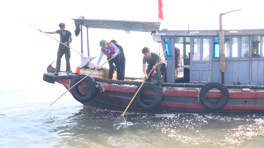 Lãnh đạo Ban Quản lý vịnh Hạ Long cùng các lực lượng tiến hành thu gom rác trôi nổi trên biển.