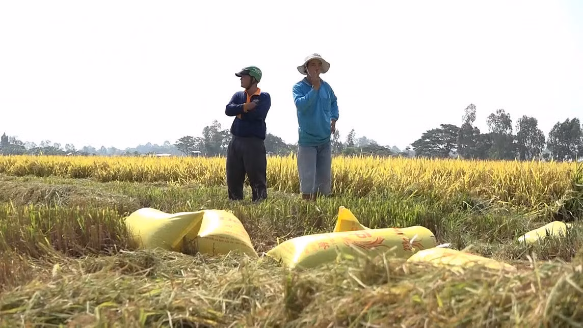 Việt Nam đang vào vụ thu hoạch lúa Đông xuân