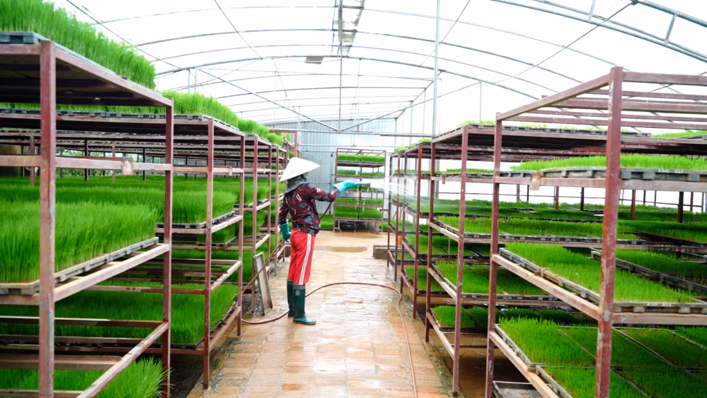 Công nhân Công ty CP Giống cây trồng Quảng Ninh chăm sóc mạ.