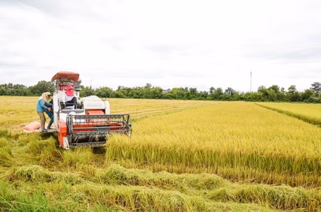 Nông dân Đồng bằng sông Cửu Long kỳ vọng vào một vụ mùa bội thu