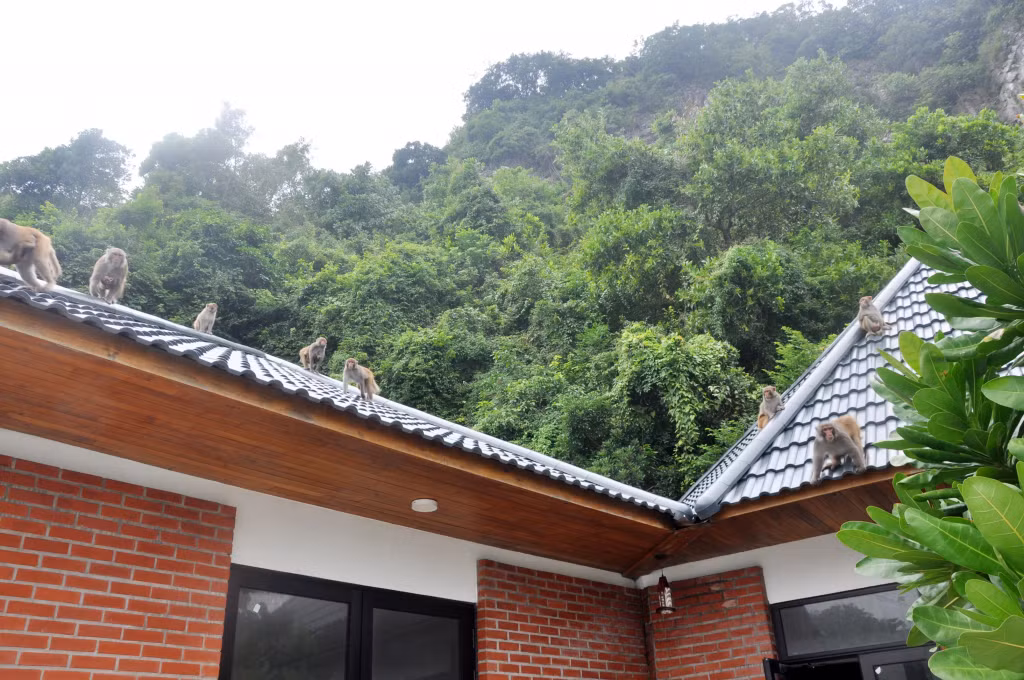 Khỉ vàng tại các khu vực hang Luồn (ảnh trên) và Soi Sim (ảnh dưới) khá thân thiện với du khách.