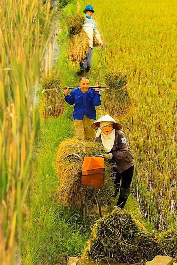 Người dân Hà Nam vui mừng gánh lúa về (11-2021). Ảnh Ảnh Vũ Bích Cương