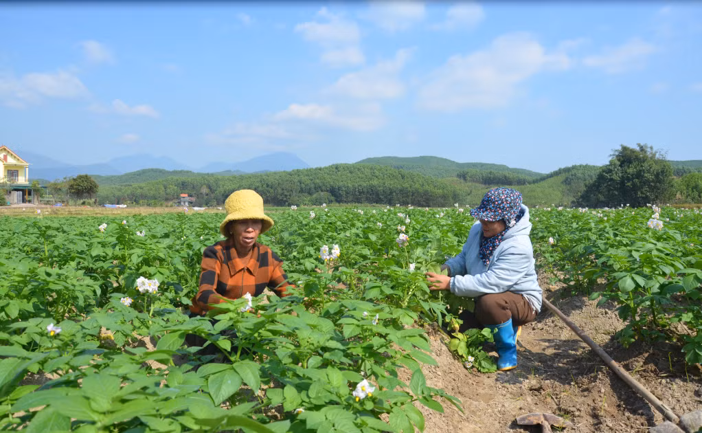 2024-01_Người dân xã Đông Hải, huyện Tiên Yên trồng khoai tây. Ảnh: Lan Anh
