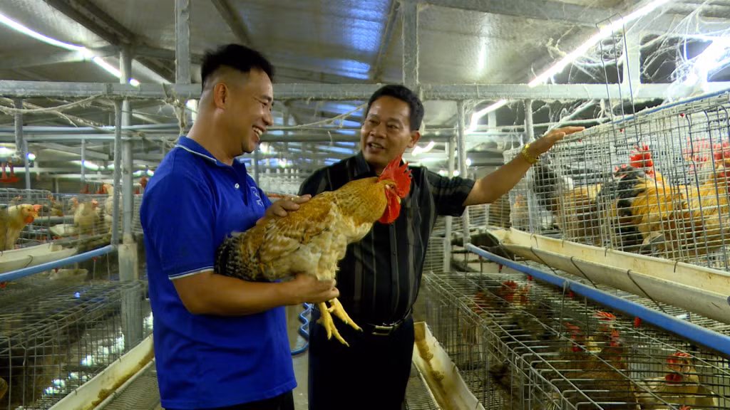 Mô hình liên kết nuôi gà bản Đầm Hà giúp nâng cao thu nhập cho các hộ dân tham gia.