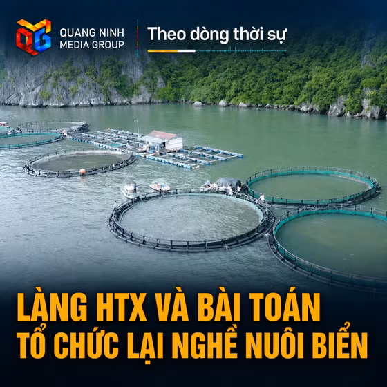 Theo dòng thời sự 21/8/2026: Làng HTX và bài toán tổ chức lại nghề nuôi biển