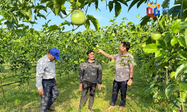 Mô hình trồng chanh leo ứng dụng khoa học kỹ thuật tại xã Đầm Hà.