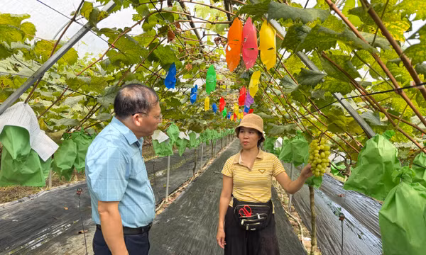 Gieo mùa quả ngọt tại vùng cao Bình Liêu