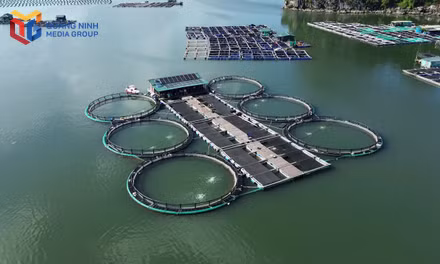 Hướng mở phát triển kinh tế thuỷ sản của Cẩm Phả