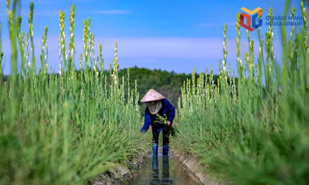 Khơi dậy tiềm năng, nâng cao giá trị ngành nông nghiệp Quảng Ninh