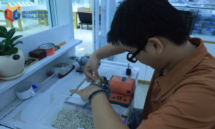 Tinh tế nghề nuôi cấy ngọc trai