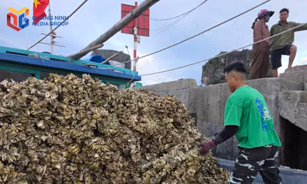 Người dân Vân Đồn chuẩn bị giống hầu để thả nuôi trên vùng biển.