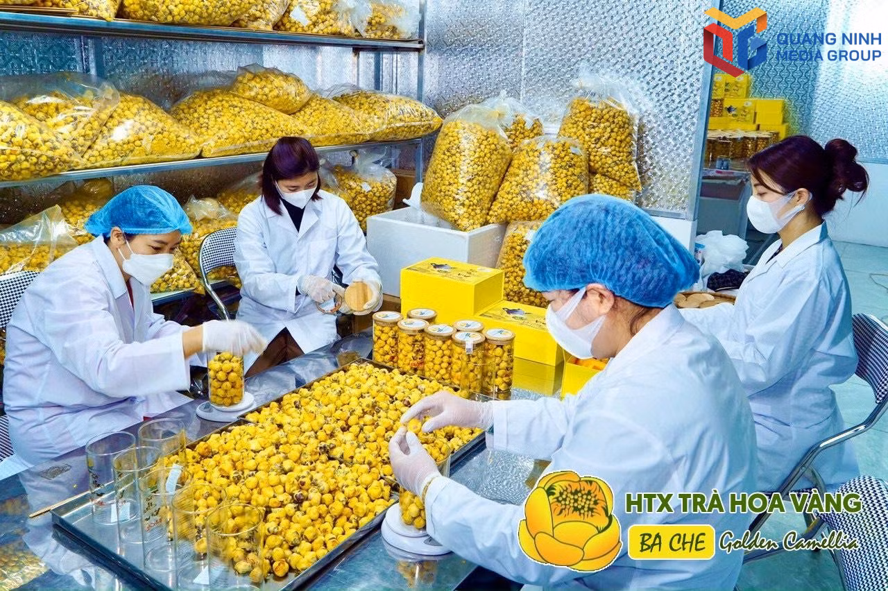 bqn_tr_tra-hoa-vang.jpg