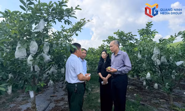 Thúc đẩy phát triển kinh tế tập thể, hợp tác xã 