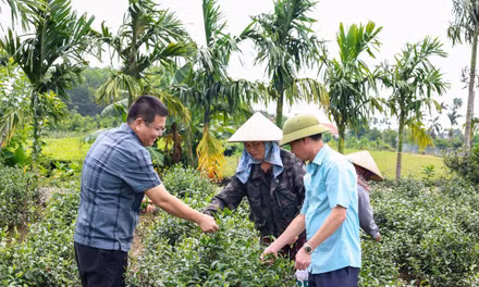 Xã Quảng Đức: Tập trung phát triển nông sản chủ lực