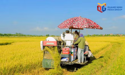 Đồng bộ các giải pháp bảo đảm an ninh lương thực