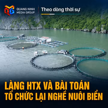 Theo dòng thời sự 21/8/2026: Làng HTX và bài toán tổ chức lại nghề nuôi biển