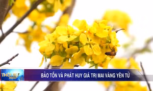 Bảo tồn và phát huy giá trị mai vàng Yên Tử