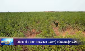 Cựu chiến binh tham gia bảo vệ rừng ngập mặn