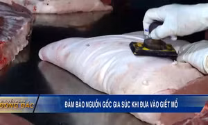 Đảm bảo nguồn gốc gia súc khi đưa vào giết mổ
