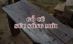 Gỗ cũ, sức sống mới