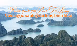 Vườn quốc gia Bái Tử Long: Viên ngọc xanh giữa lòng biển khơi
