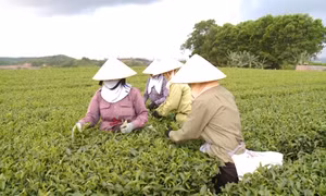 Thúc đẩy liên kết sản xuất trong nông nghiệp