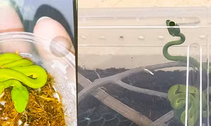 Giấu gia đình tự nuôi rắn, bé trai nguy hiểm tính mạng vì bị rắn cắn