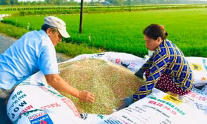 Nỗ lực kìm giá phân bón