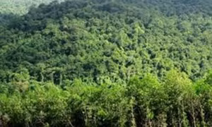 Ngăn chặn tình trạng phá rừng, lấn chiếm đất rừng